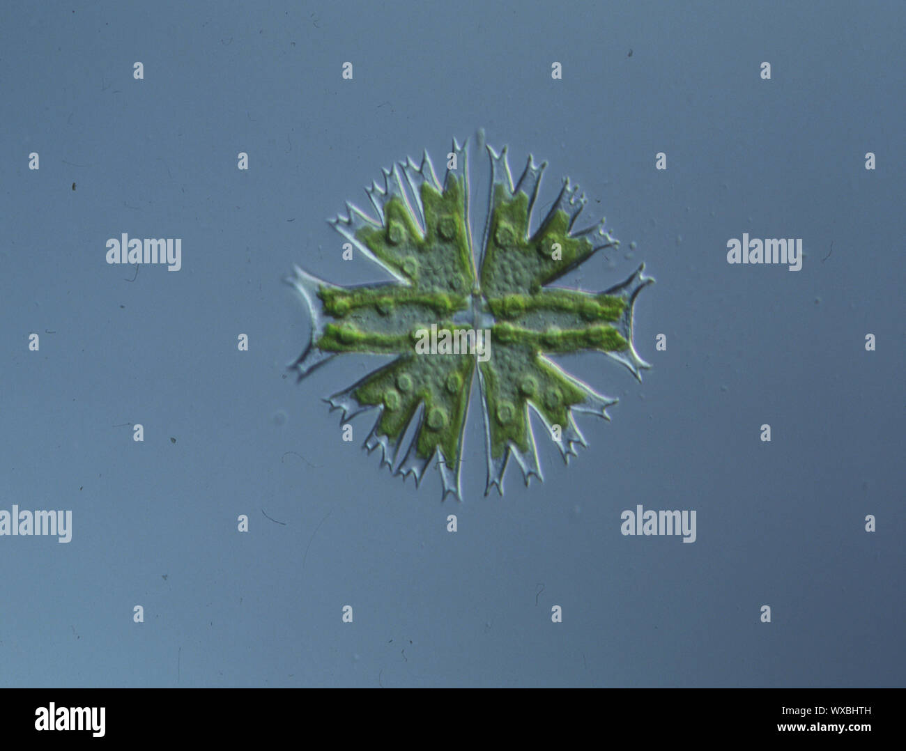 Ornamental alga Micrasterias in water drop 100x Stock Photo