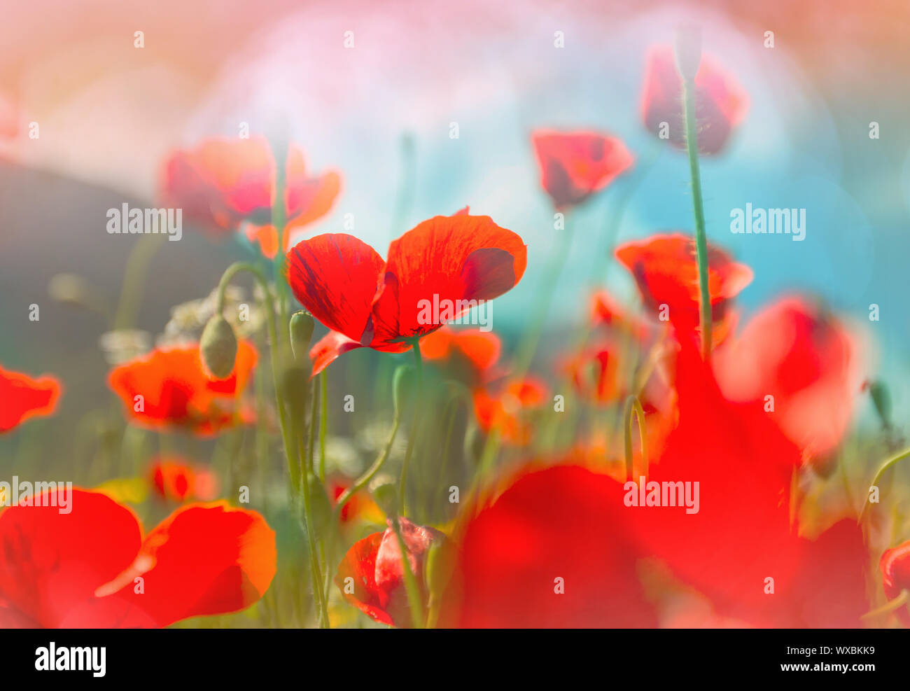 Poppy color hi-res stock photography and images - Alamy