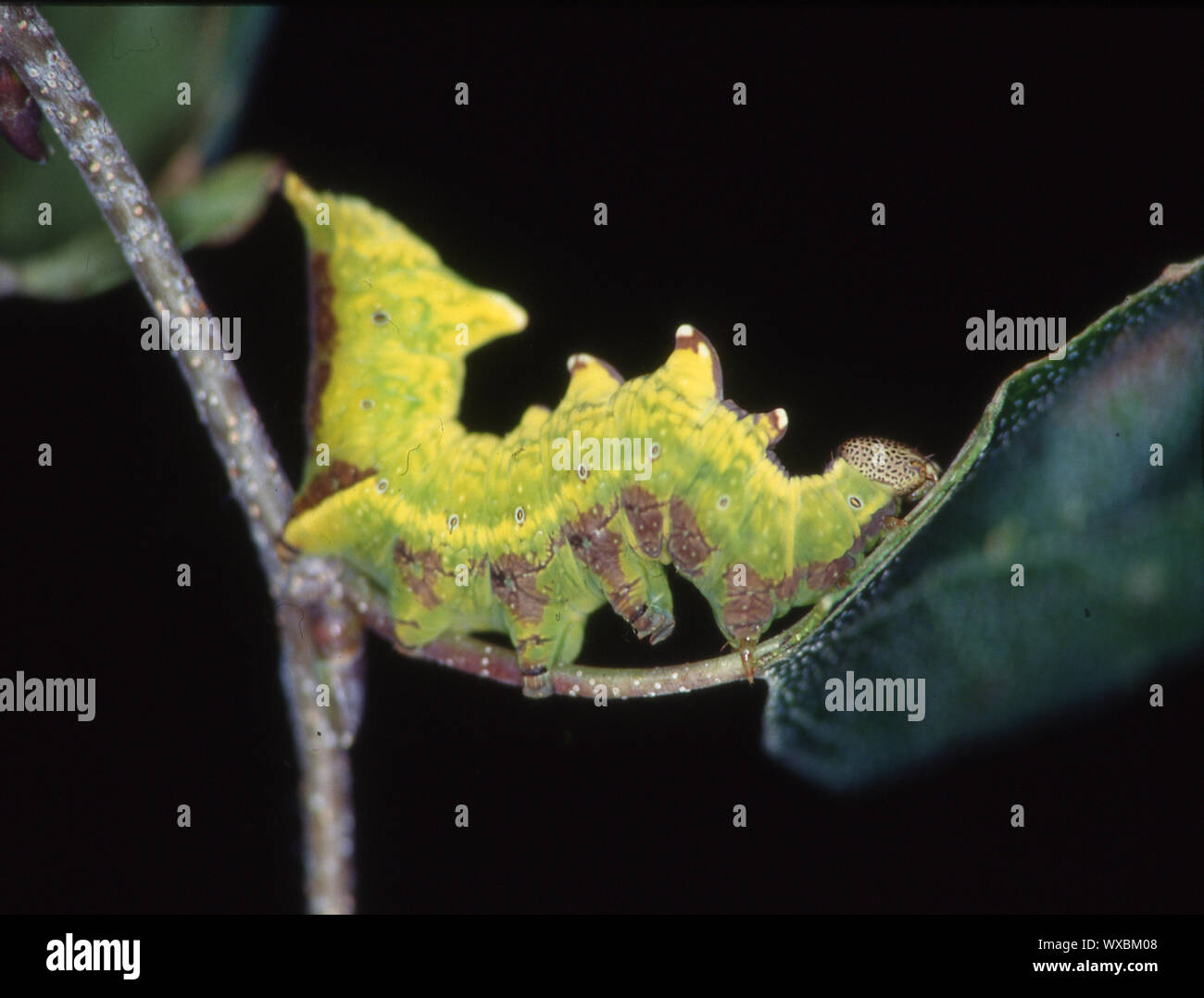 Eats insects hires stock photography and images Alamy