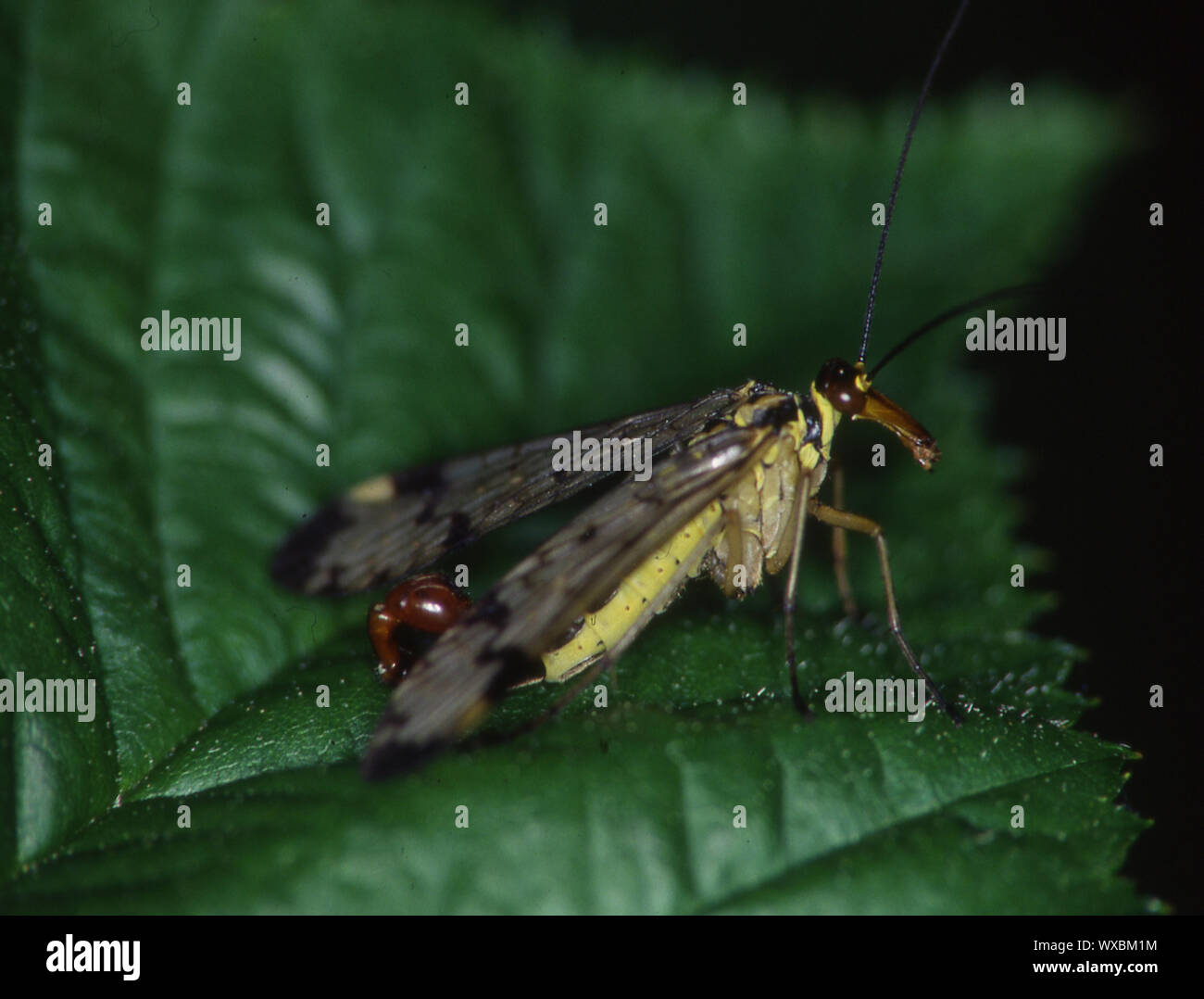 Scorpion fly on blade of grass Stock Photo