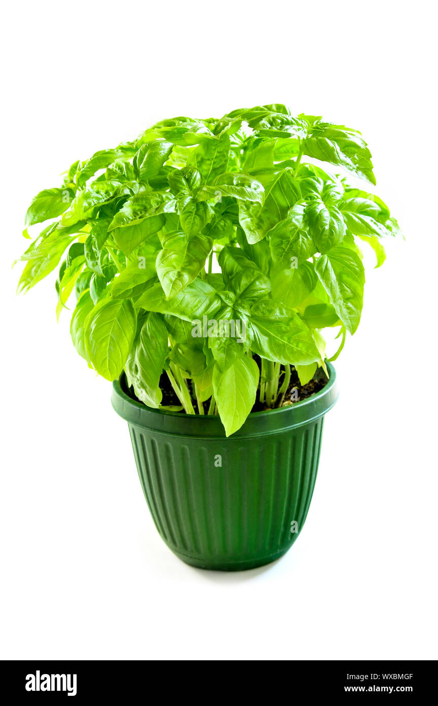 Fresh green basil in a pot isolated on white background Stock Photo - Alamy