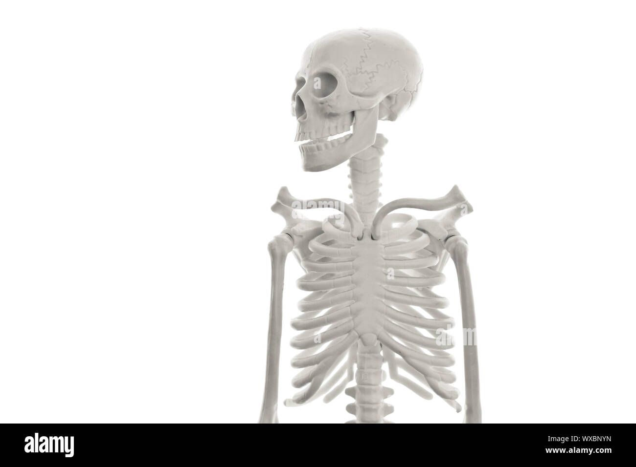 Plastic human skeleton model on white background Stock Photo Alamy