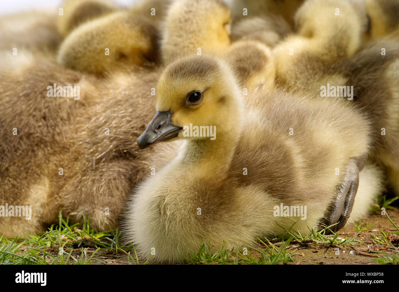 Canada goose chicks Stock Photo