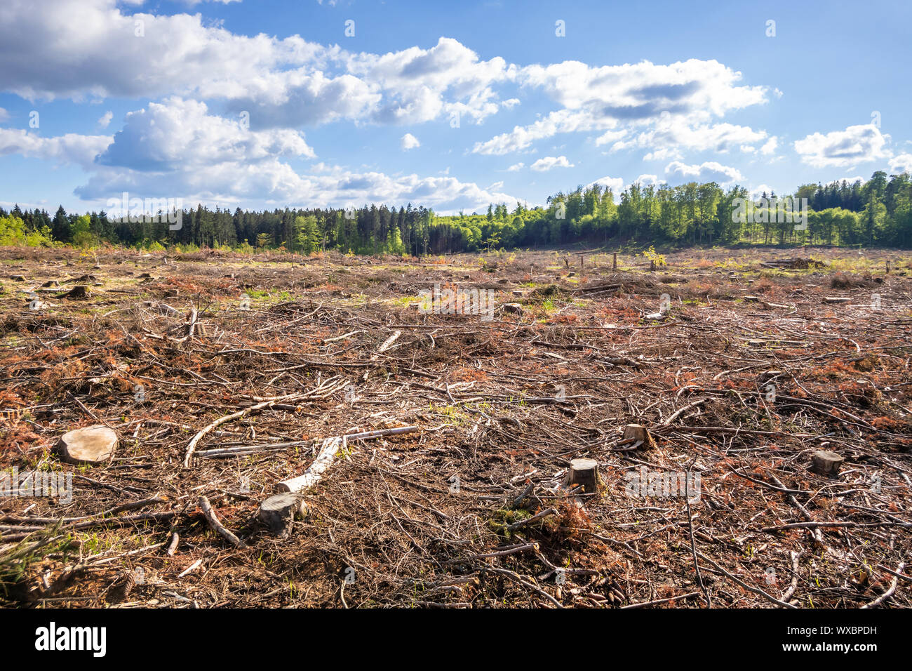 Clearing outdoors hi-res stock photography and images - Alamy