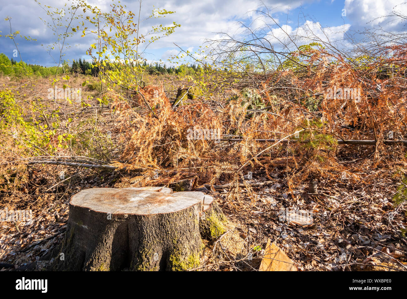 Nature scenery and environment hi-res stock photography and images - Alamy