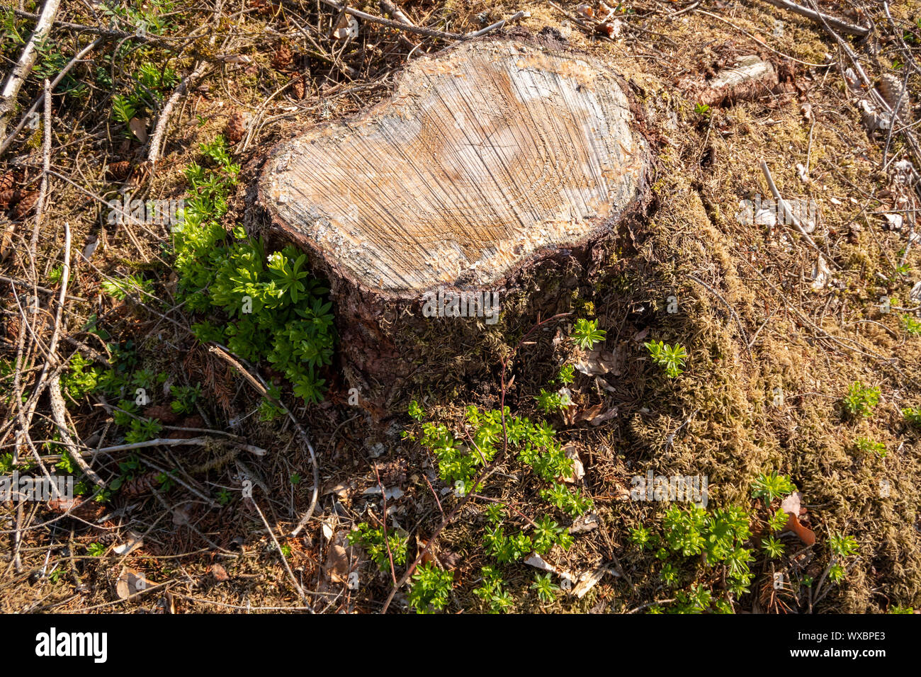 Deforestation agriculture hi-res stock photography and images - Alamy