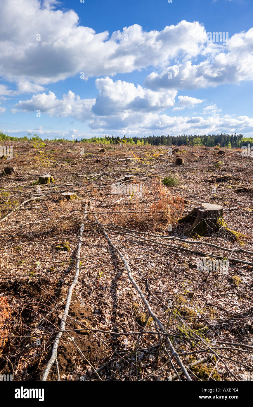 Cutting trees hi-res stock photography and images - Alamy