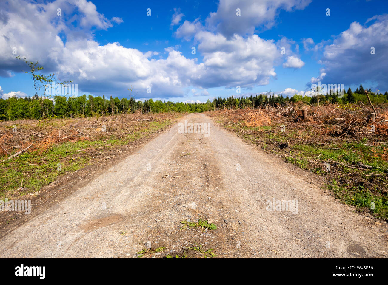 Empty tree hi-res stock photography and images - Alamy
