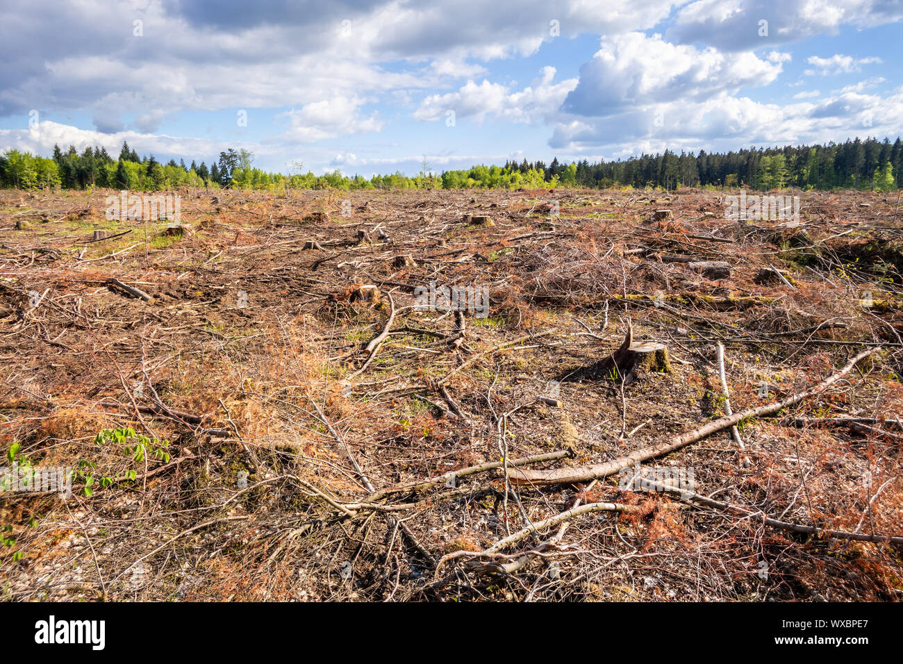 Destroyed wildlife hi-res stock photography and images - Alamy