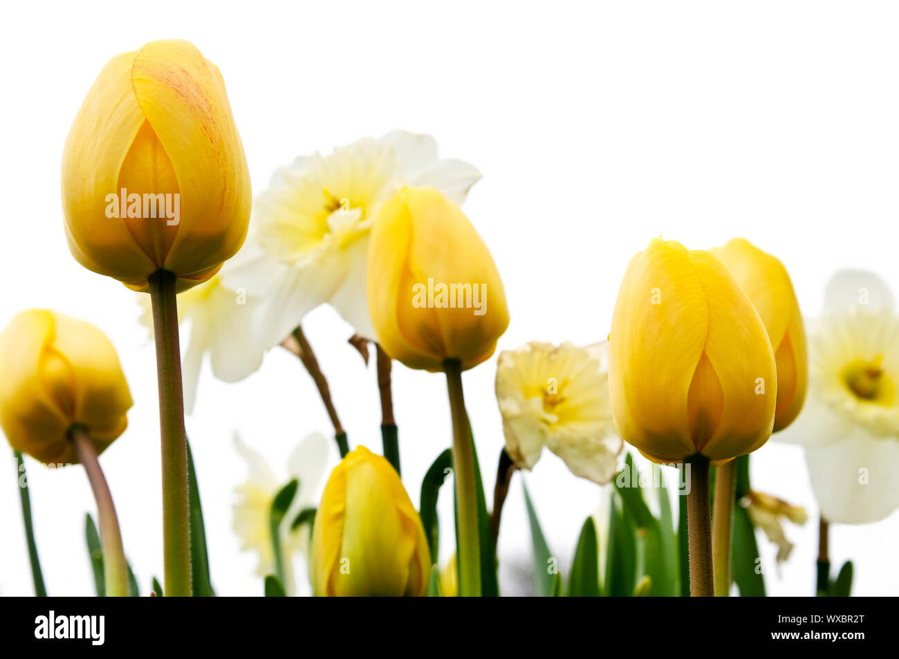 Tulips and daffodils isolated on white background, floral border Stock