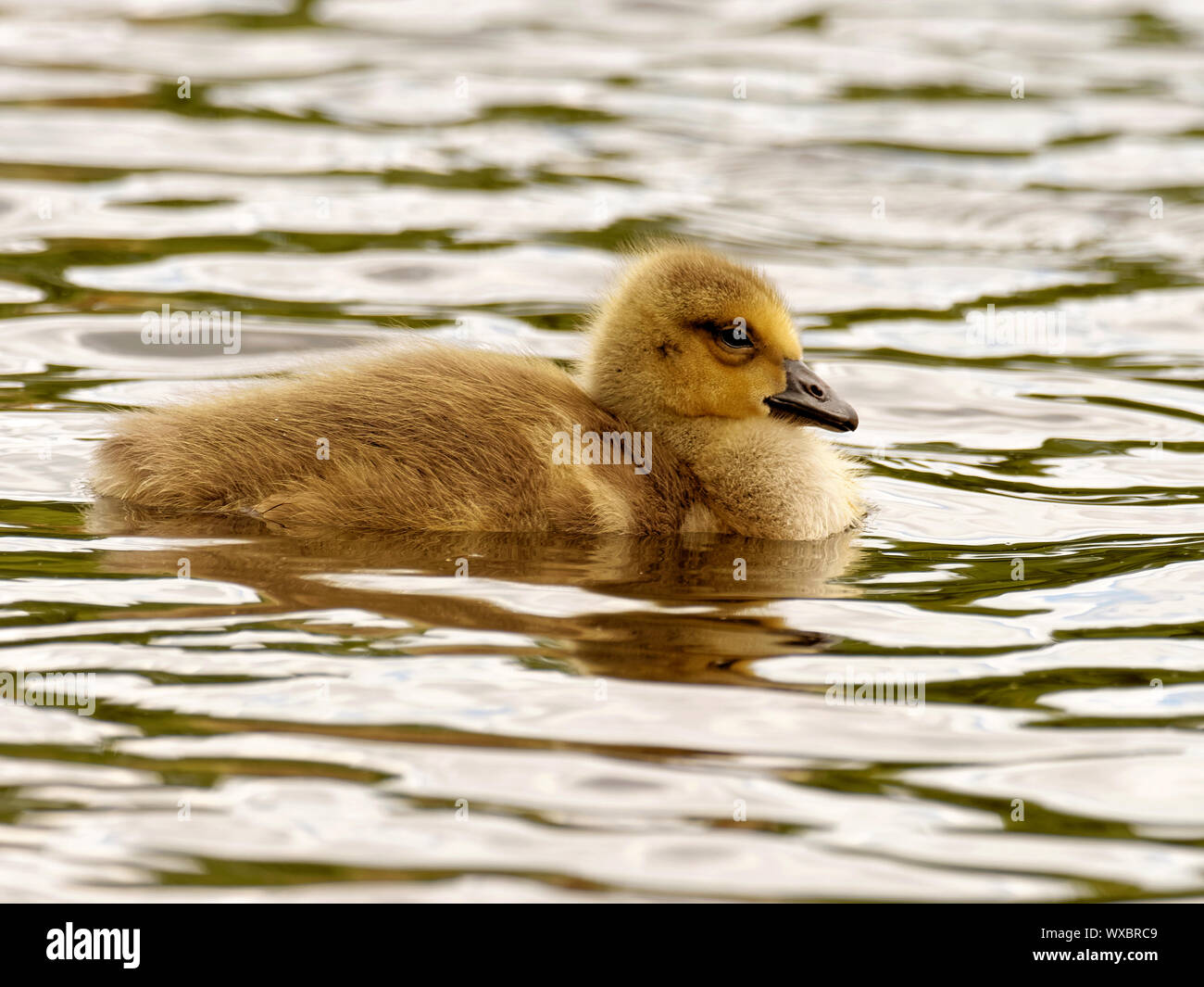 Canada goose chick on the pond Stock Photo