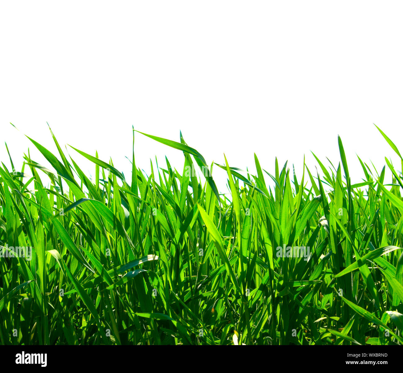 Isolated green grass on white background Stock Photo - Alamy