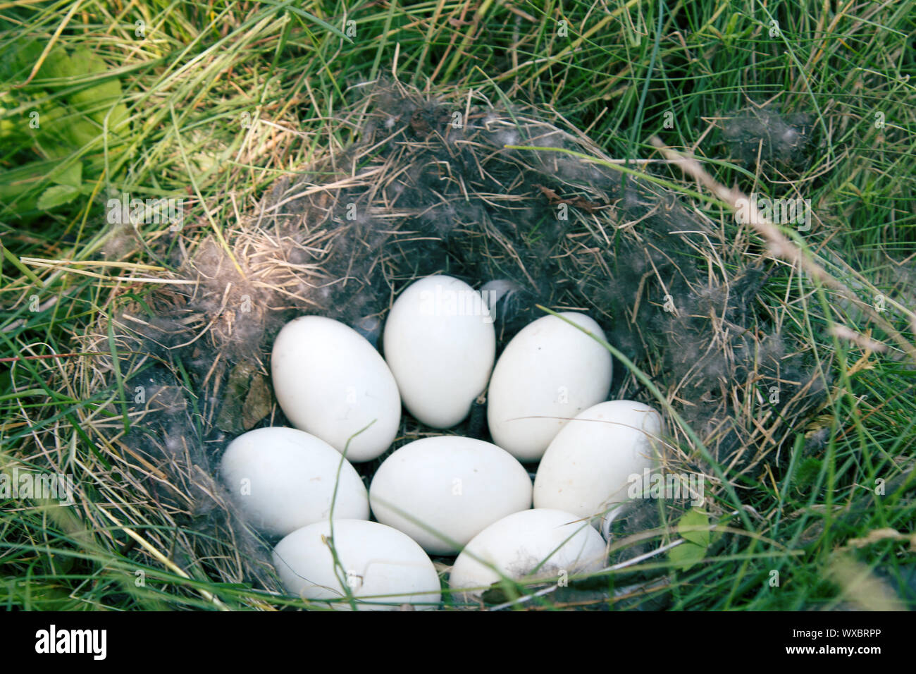 The Widgeon (Anas penelope) duck's nest Stock Photo