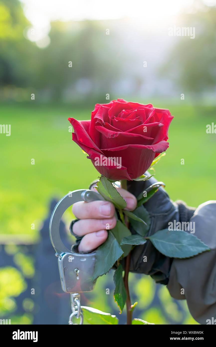 outdoors, close up, the hand of a man in leather gloves and handcuffs, extends and gives a red rose flower Stock Photo