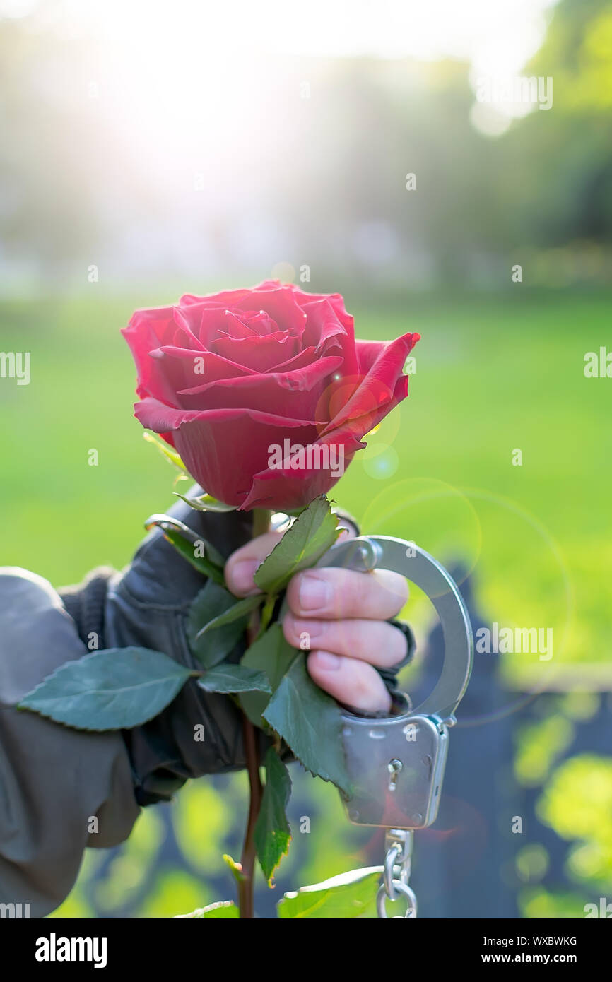 outdoors, close up, the hand of a man in leather gloves and handcuffs, extends and gives a red rose flower Stock Photo