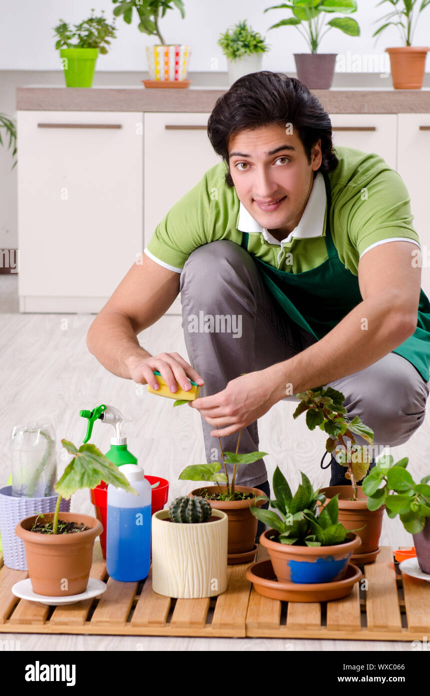Dusting house plants hires stock photography and images Alamy