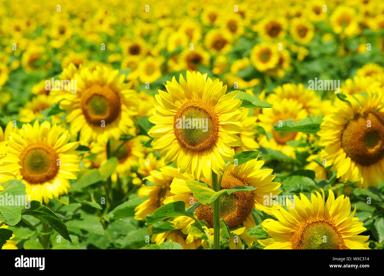 Blooming field of a sunflowers Stock Photo - Alamy