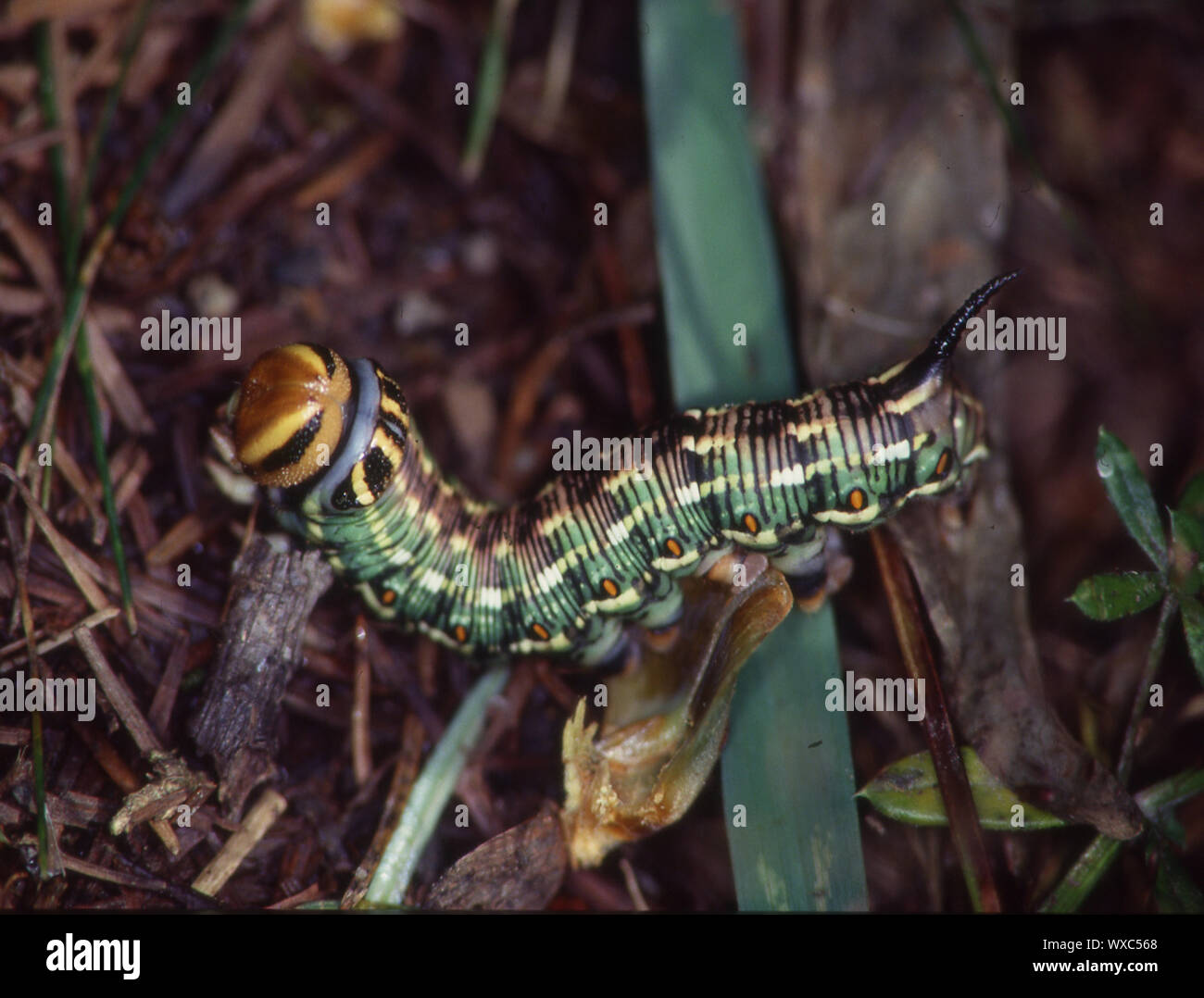 Butterfly caterpillar eats on leaf Stock Photo