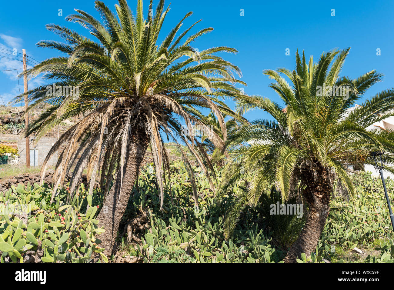 Date palms in the village Arure on La Gomera Stock Photo