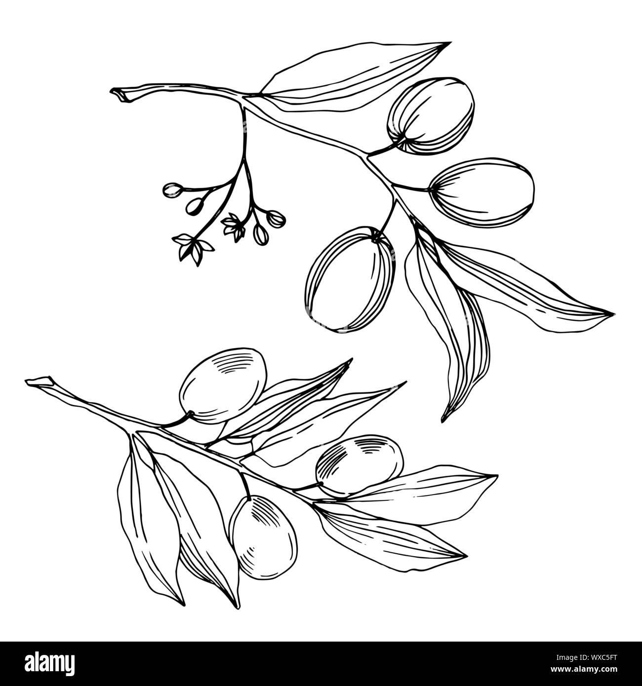 Vector Olive branch with fruit. Black and white engraved ink art ...