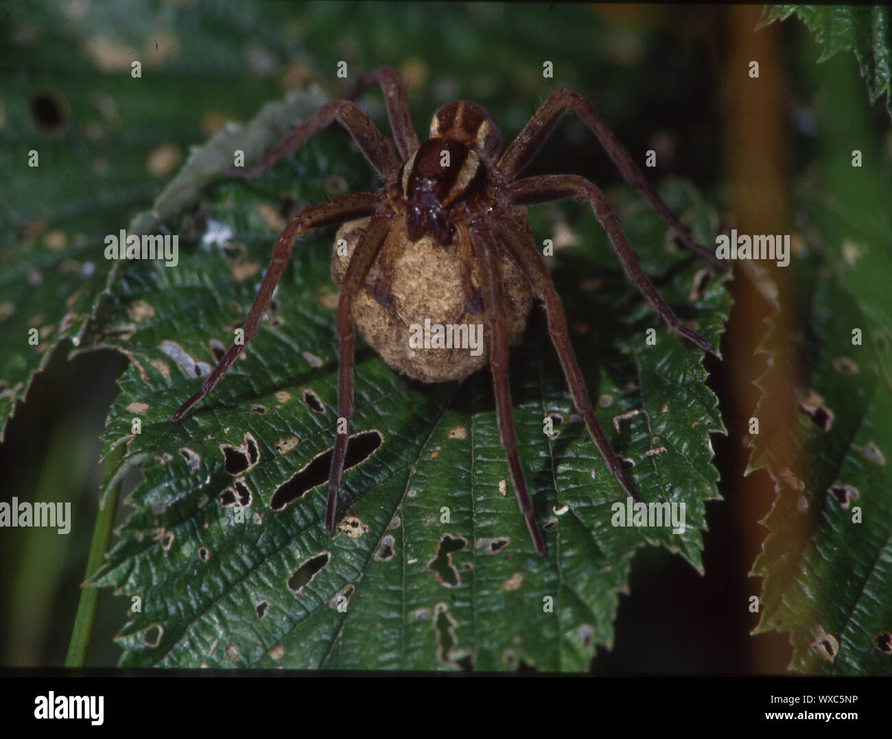 Hunting spider with eggcup on leaf Stock Photo