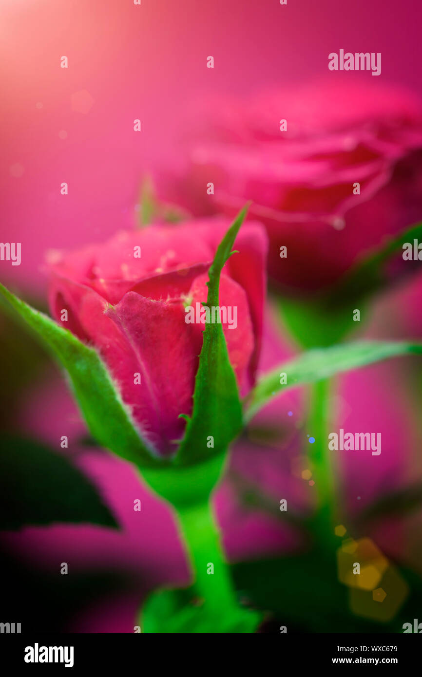 Flowers background with pink roses Stock Photo - Alamy