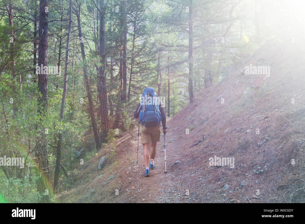 Hike in the forest Stock Photo - Alamy