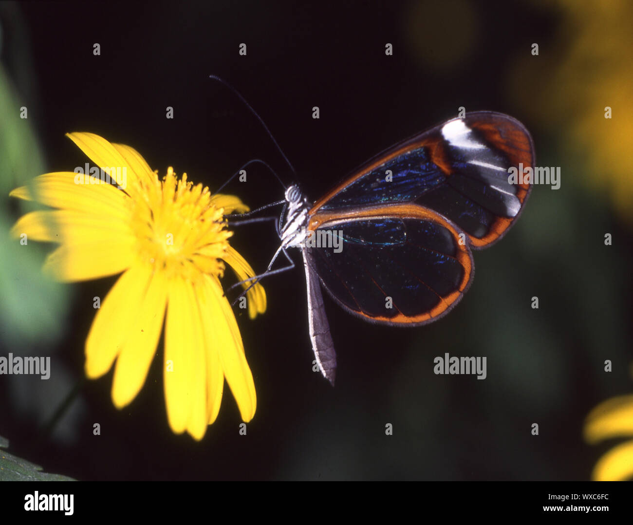 tropical glass butterfly on yellow blossom Stock Photo