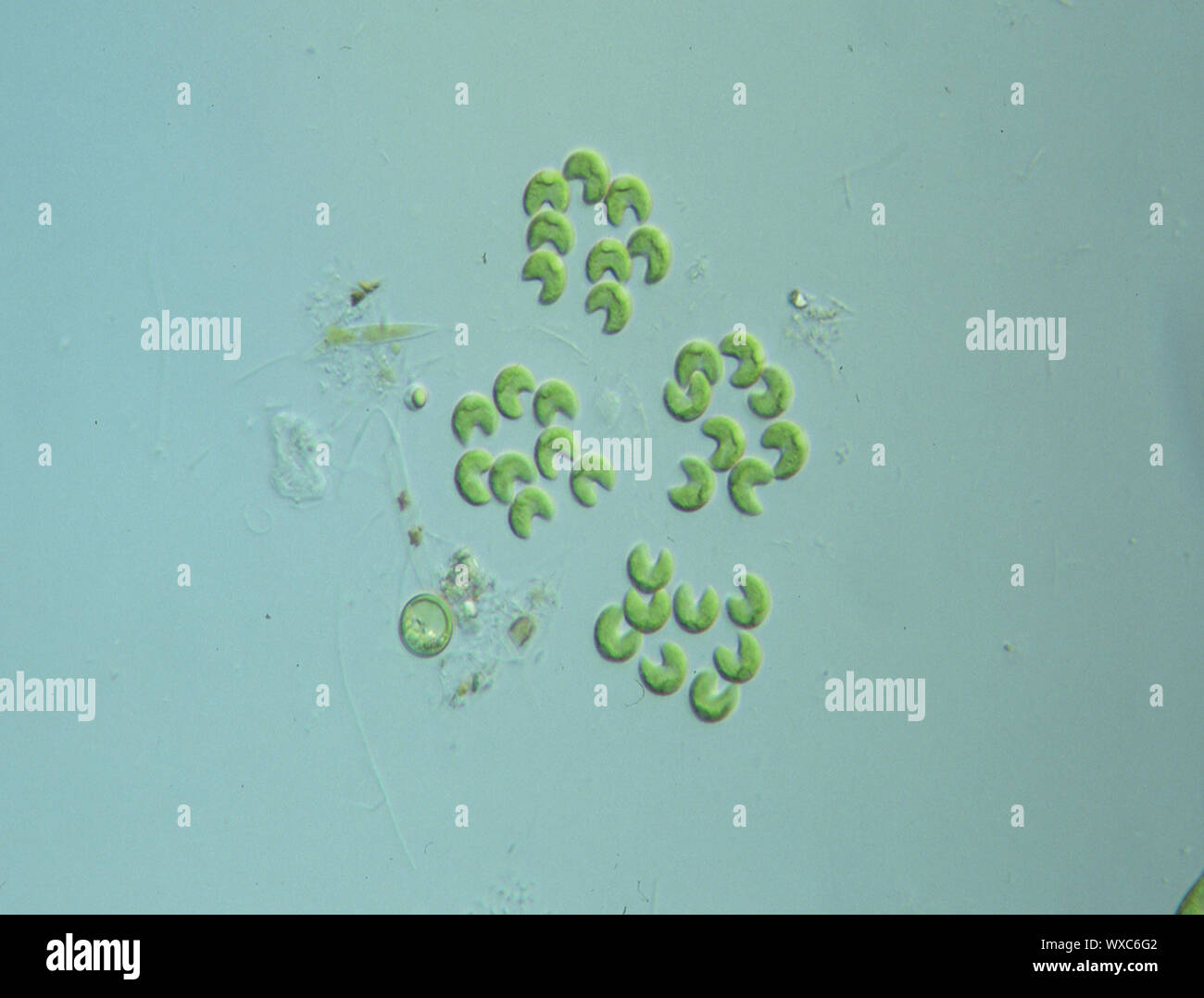 The Beginner's Guide To Microscopy - Rs' Science