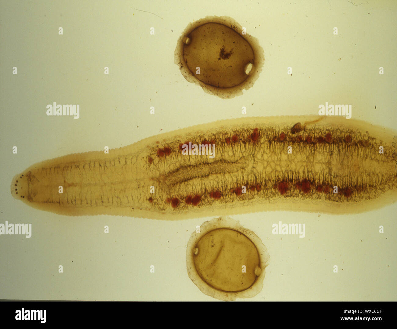 Parasitic flukes in the pool under the microscope 100x Stock Photo