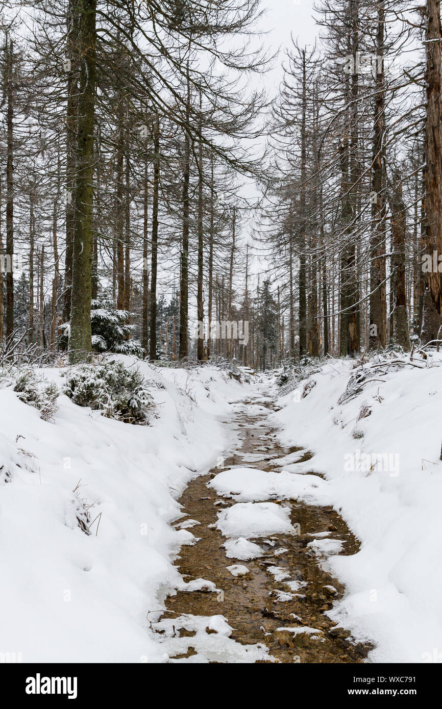 Harz National Park the Oderteich in winter Stock Photo