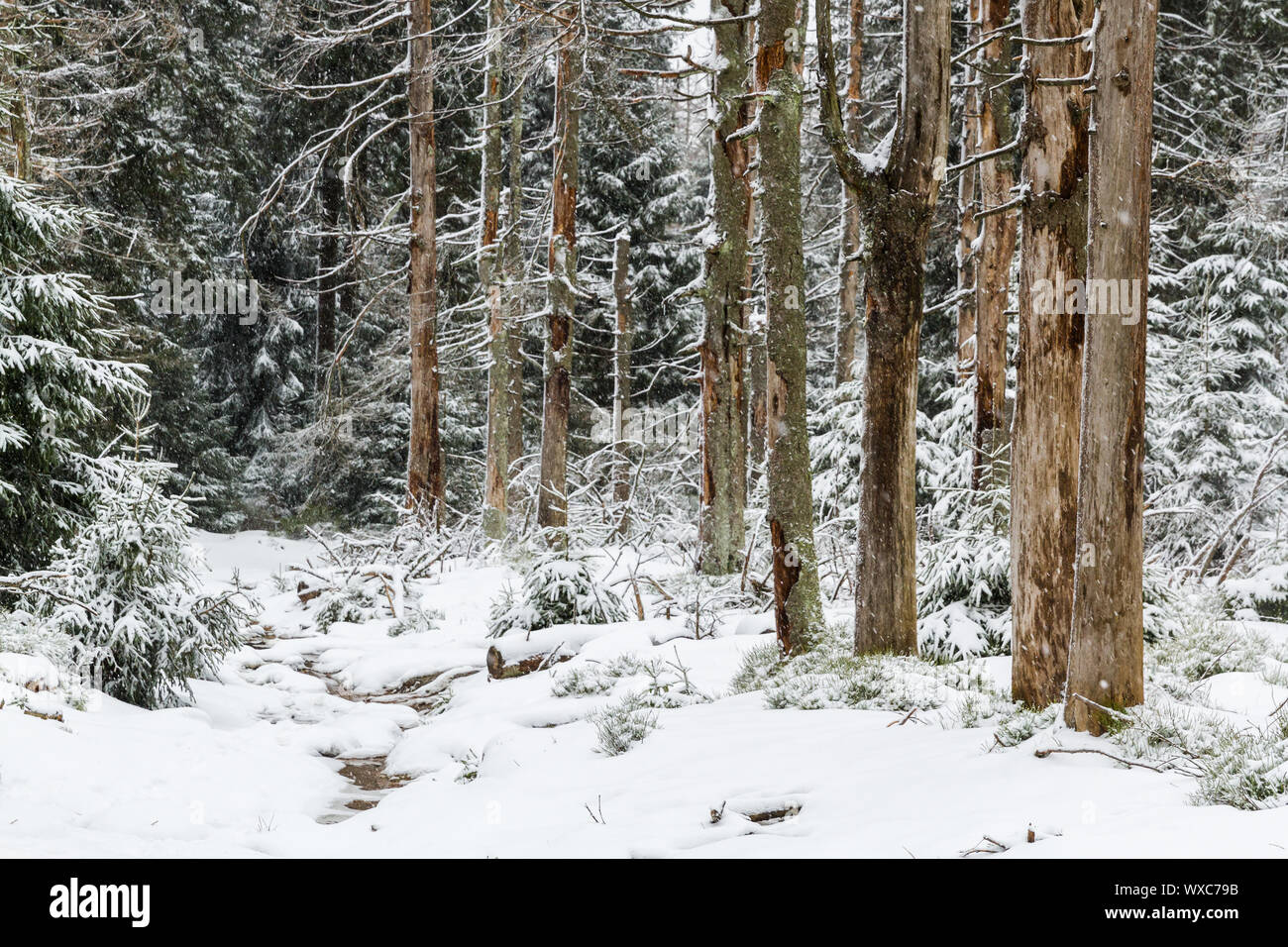 Harz National Park the Oderteich in winter Stock Photo