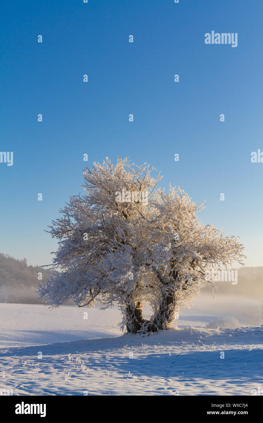 Dawn in Harz Selketal Stock Photo