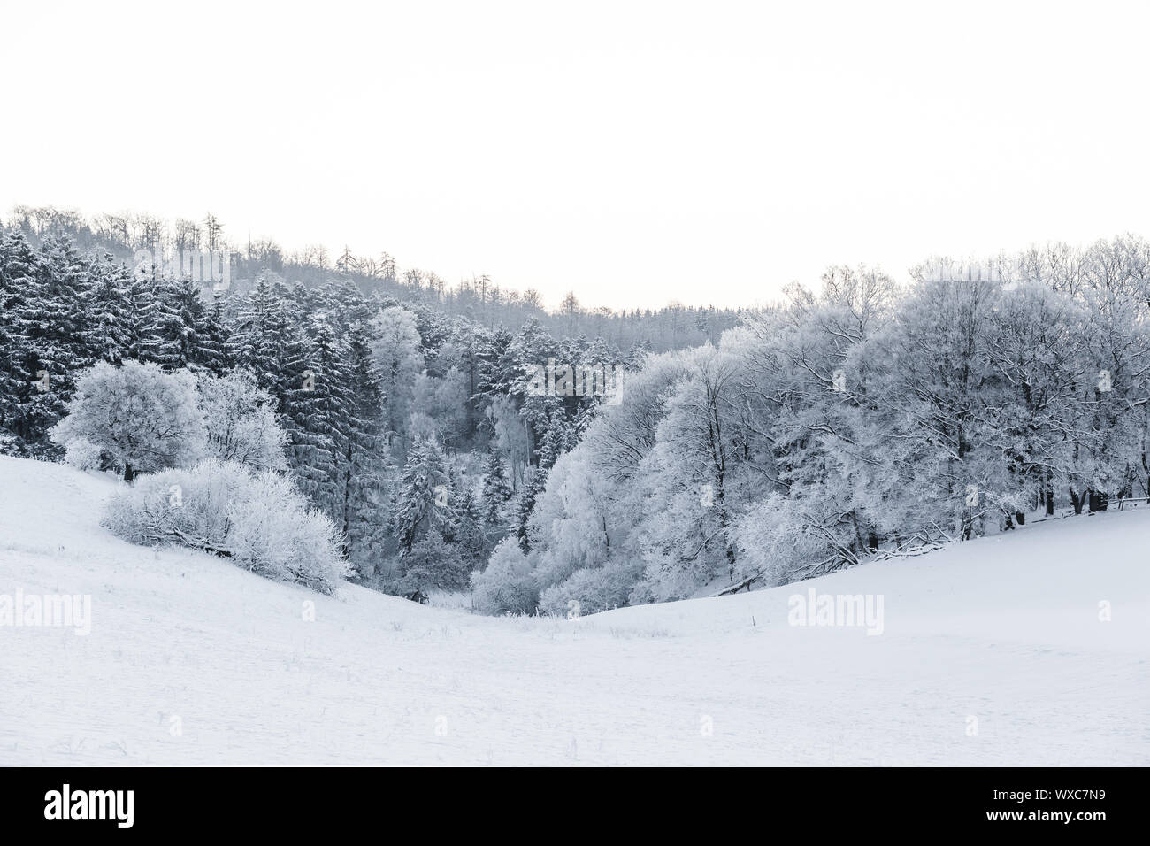 Winter Forest Harz Stock Photo