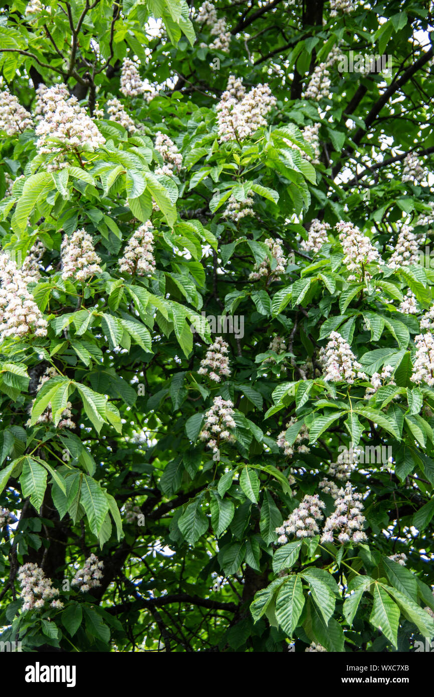 Chestnut tree in full bloom with upright inflorescences Stock Photo