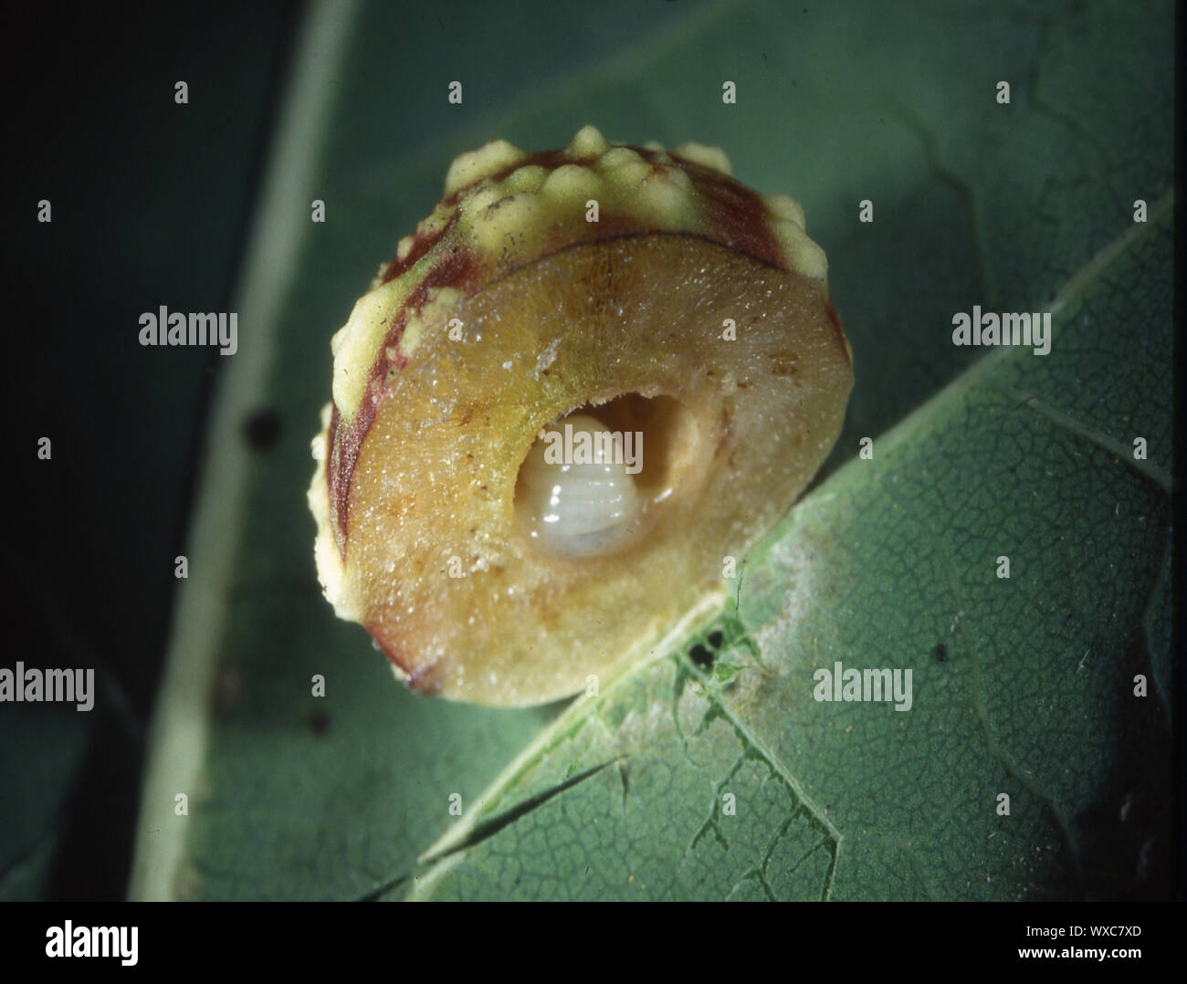Oak apple with insect larvae Stock Photo