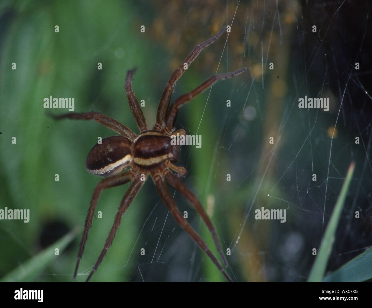 Edged hunting spider in the net with young animals Stock Photo