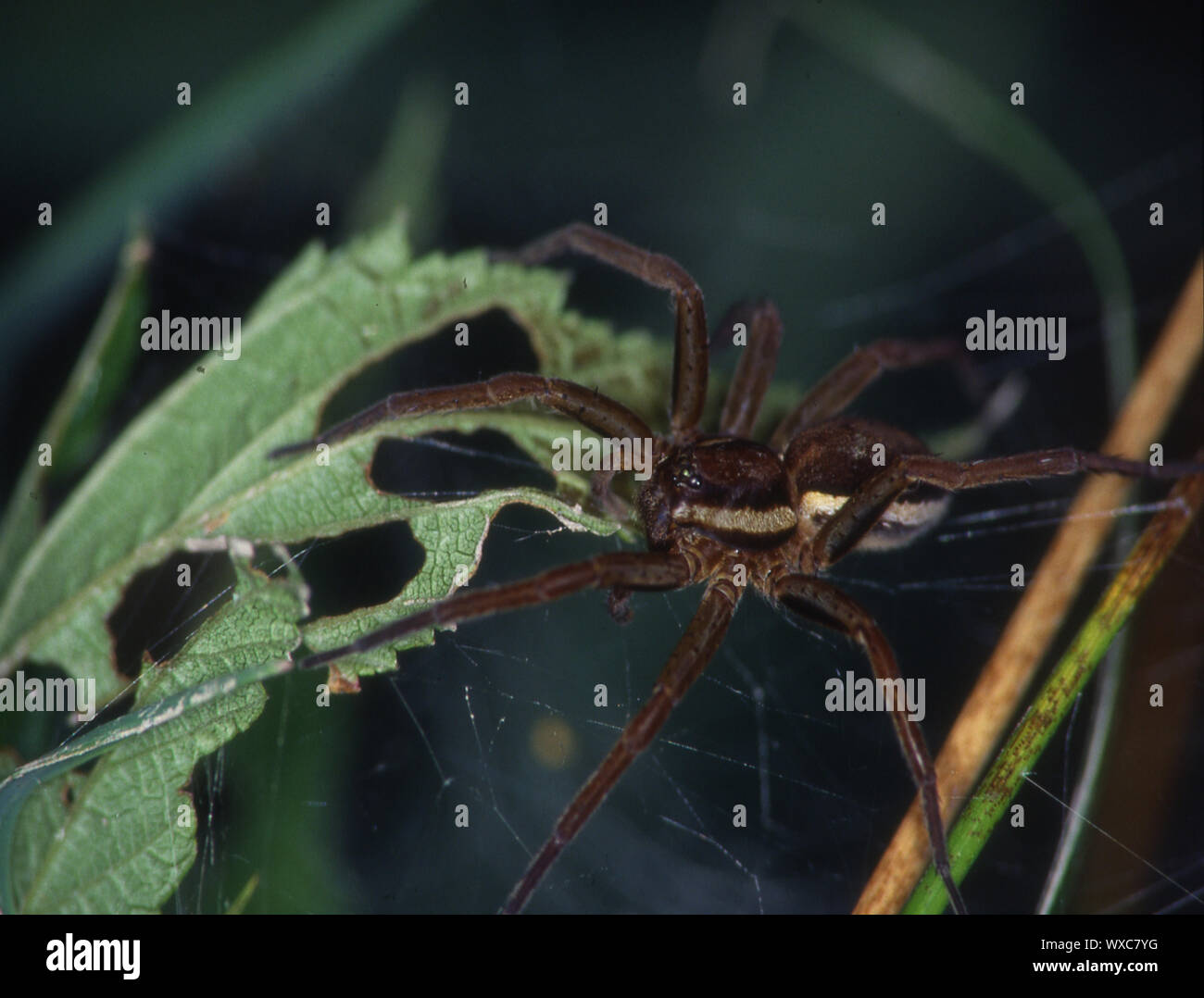 Edged hunting spider in the net with young animals Stock Photo