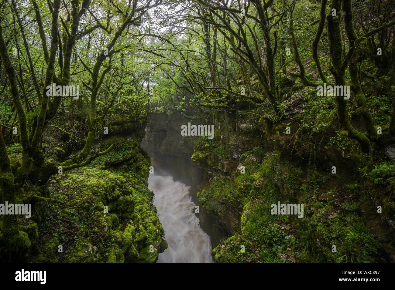 martvili canyon water rapids through forest Stock Photo