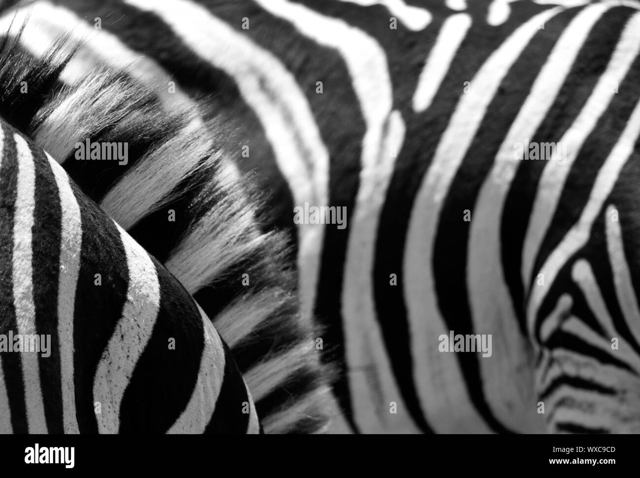 Zebra skin stripes in African wildlife reserve - ideal as a background nature image Stock Photo