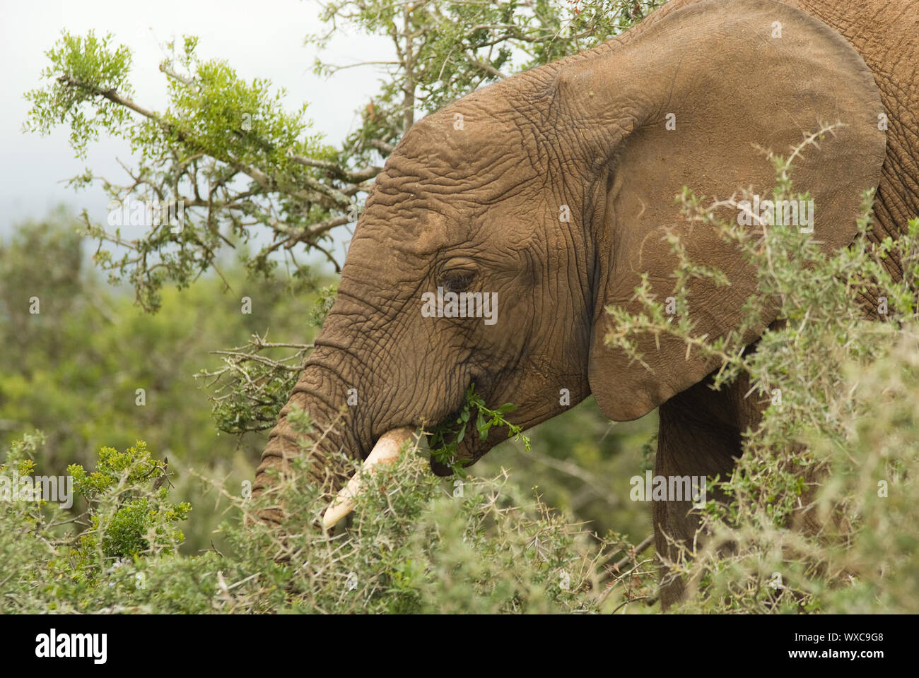Elephant eating tree leave in South African national park safari Stock Photo Alamy