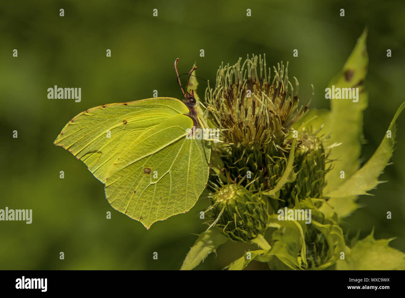 brimstone butterfly  'Gonepteryx rhamni' Stock Photo