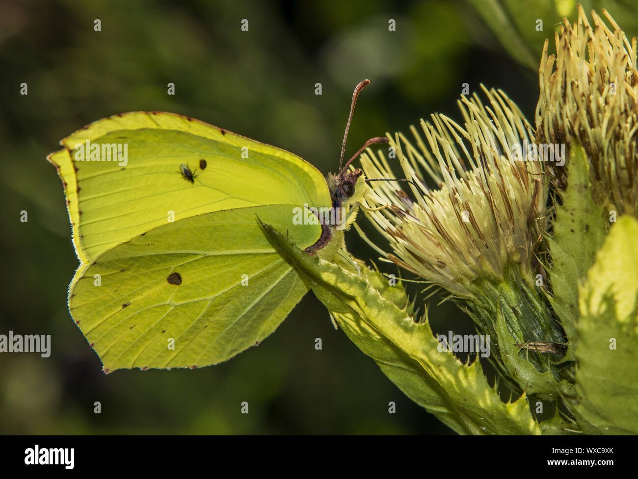 brimstone butterfly  'Gonepteryx rhamni' Stock Photo