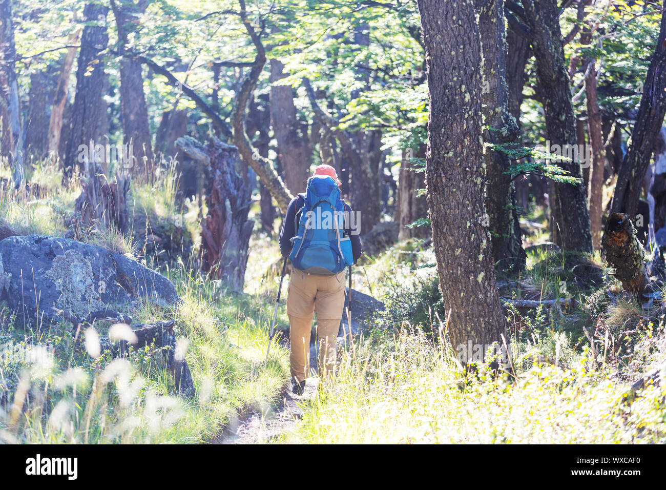 Hike in the forest Stock Photo - Alamy