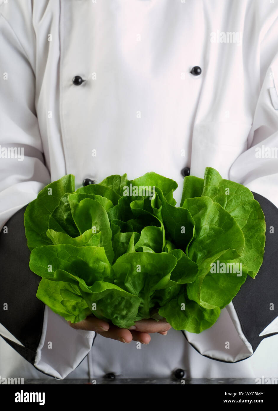Chef Wearing Black and White Uniform Holding Fresh Butter Lettuce Stock