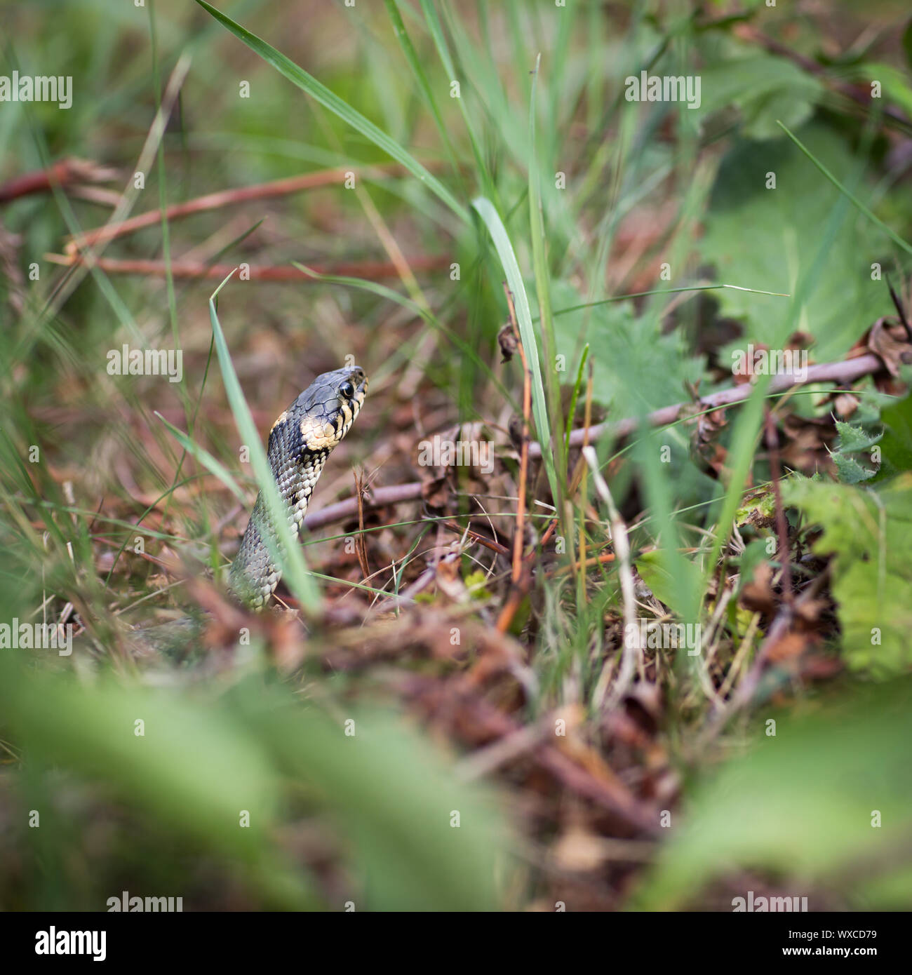 Grass snake (Aka Water snake; Natrix Natrix Stock Photo - Alamy