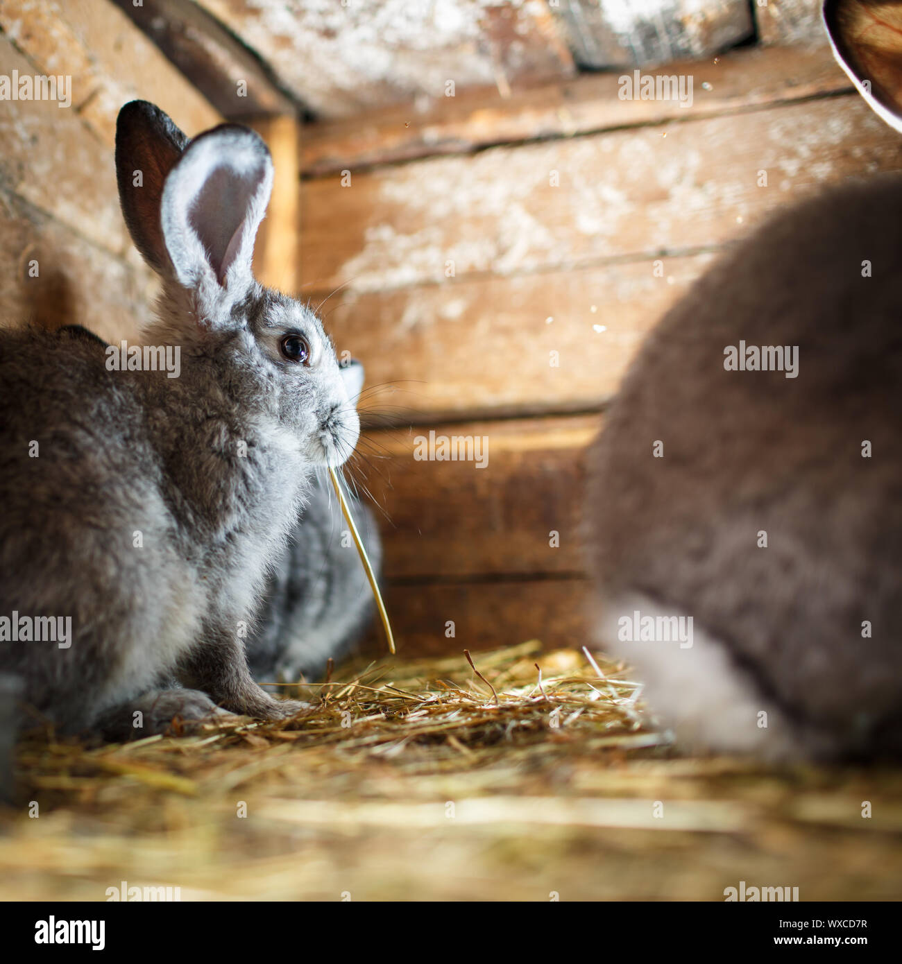 Young rabbits popping out of a hutch (European Rabbit - Oryctolagus ...