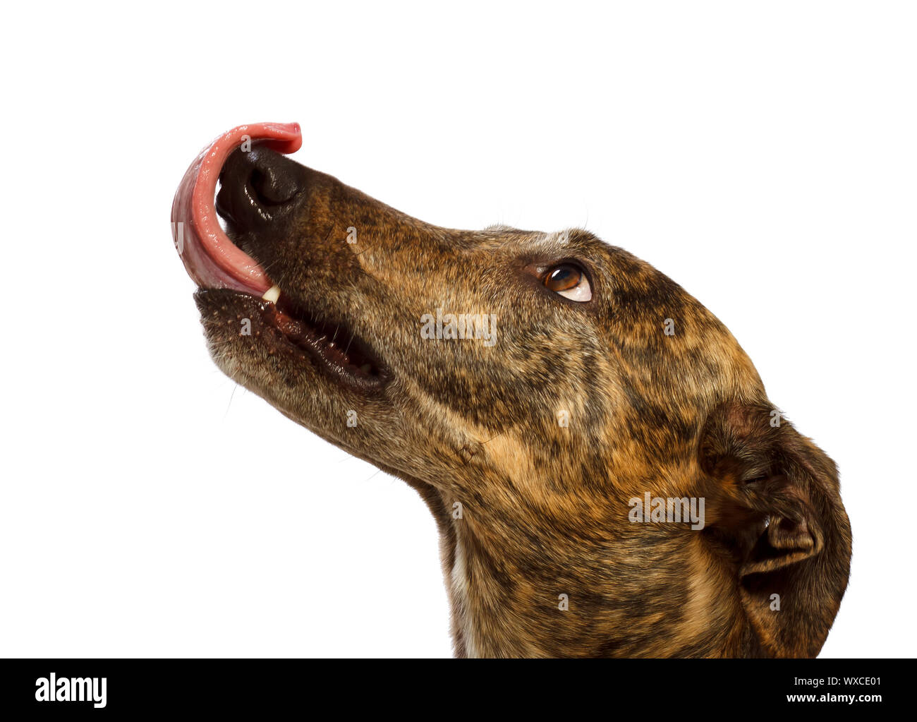 head portrait of a staring greyhound licking his lips with the tongue