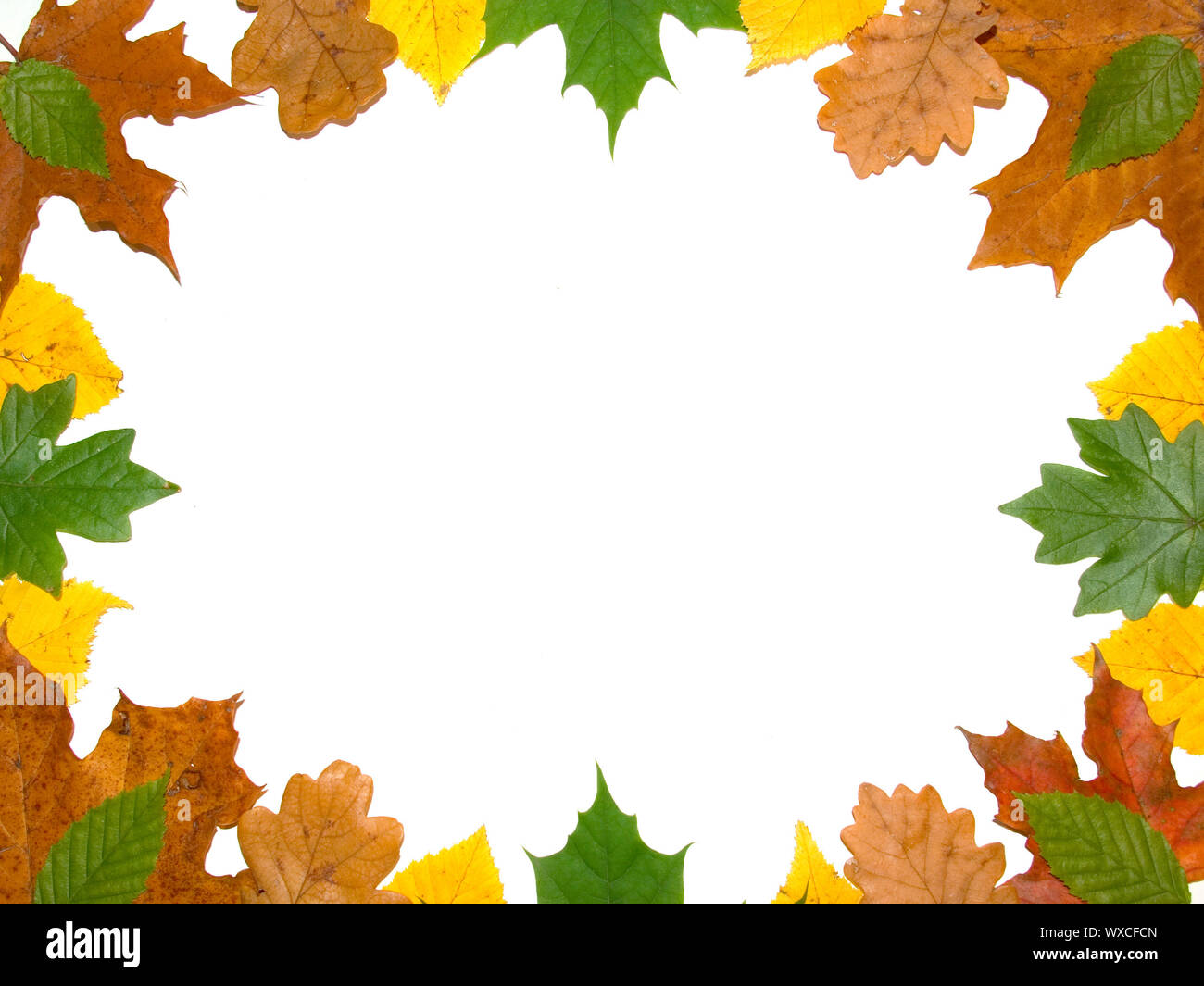 Frame with colored autumn maple leaves on white background Stock Photo ...