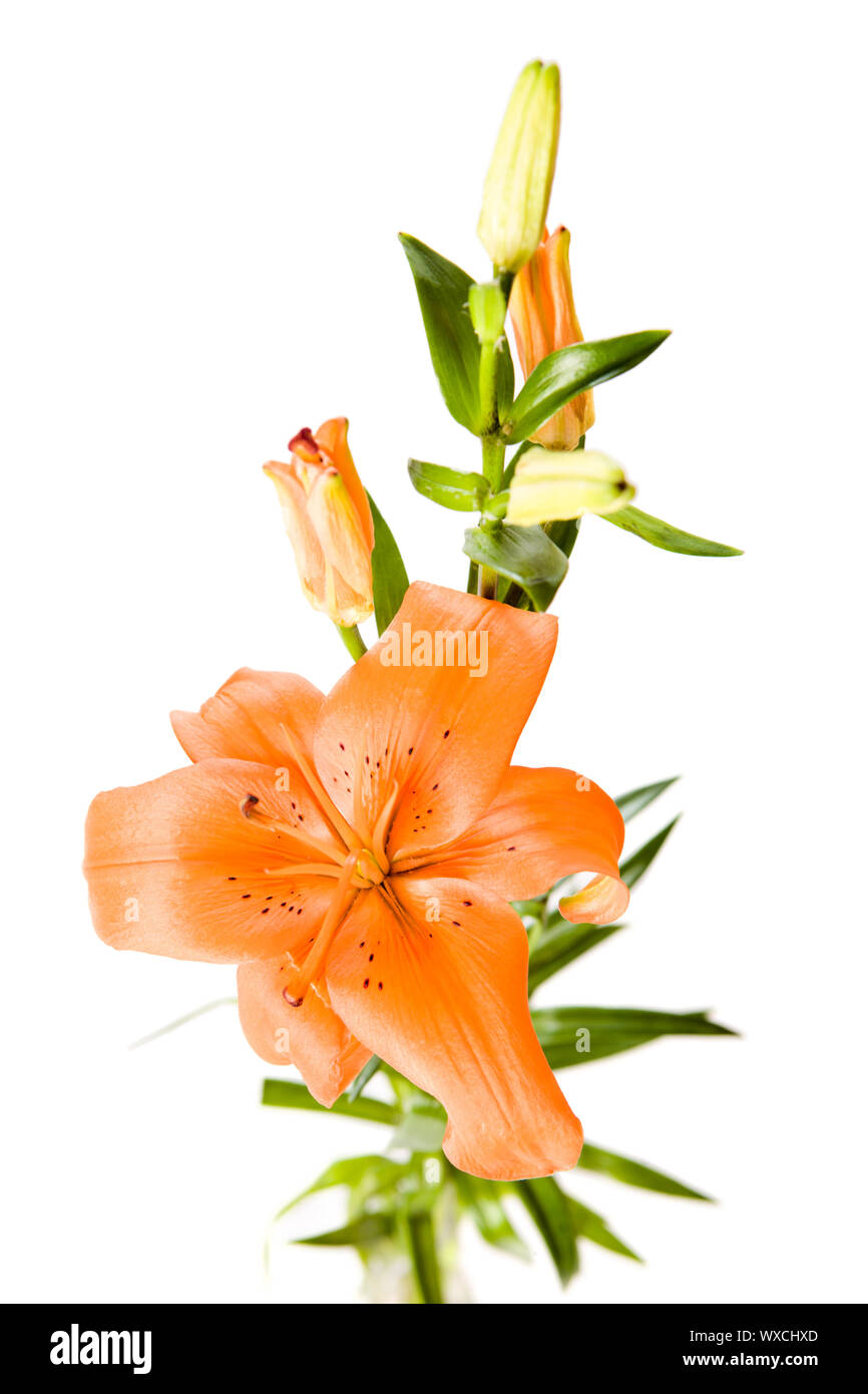 One Orange lily flower isolated on white Stock Photo Alamy